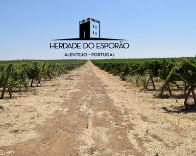 Efeito foto/termoprotetor do caulino potencia a qualidade de uvas brancas - Bibliografia