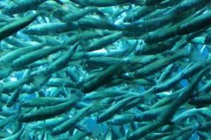 Em 2030, quase dois terços do peixe será de aquacultura, indica a FAO