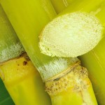 Embalagens de bioplástico feitas com cana-de-açúcar