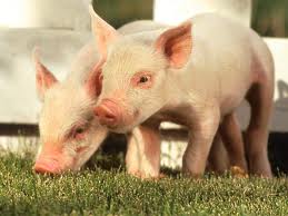 Embargo russo à importação de carne suína da U.E. pode trazer graves repercussões