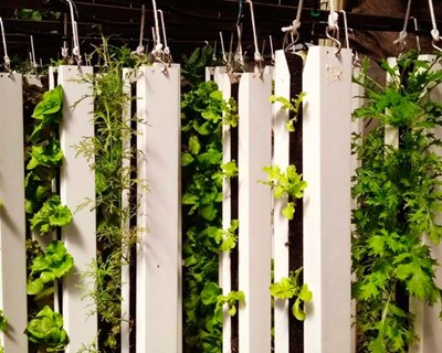 Emigrante quer trazer da África do Sul tecnologia de agricultura vertical