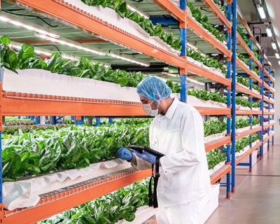 Emirates Flight Catering adquire a totalidade da Bustanica, a maior quinta vertical do mundo