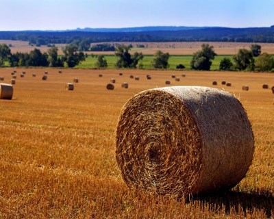 Emprego na agricultura em Portugal pesa o dobro da média da UE