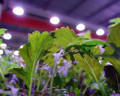 Empresa de Coimbra cria sistema fechado e automático de cultivo de plantas