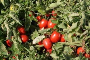 Tomate: Empresa japonesa investe 1,5 milhões de euros em Centro de Investigação em Portugal