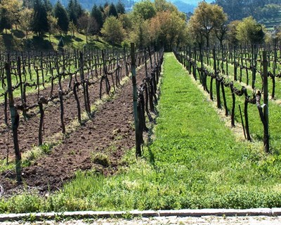 Enrelvamentos em vinhas e pomares