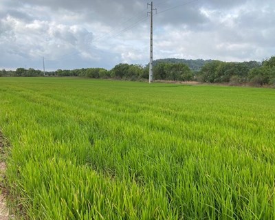 Ensaio de rega gota-a-gota na cultura do arroz pela 1ª vez na Agroglobal