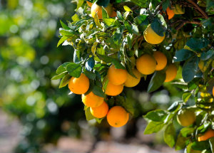 Espanha: Agricultor exporta diretamente toda a produção através do mercado online