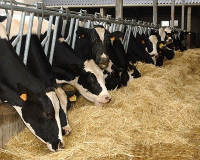 Espanha poderá implementar exploração com 20 mil bovinos leiteiros