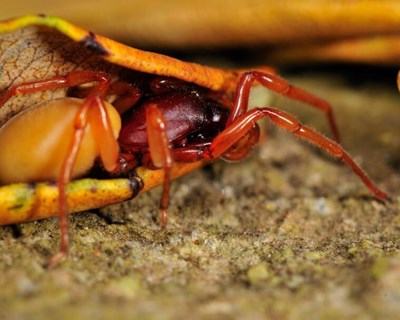 Espécies exóticas de insectos aumentam com o impacto humano