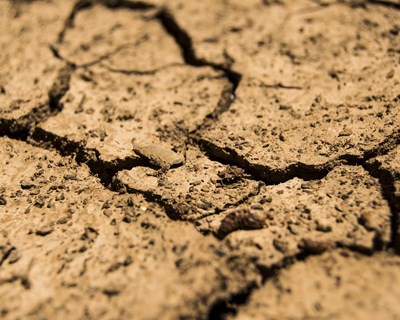 Esta é a segunda pior campanha de cereais de inverno dos últimos 105 anos