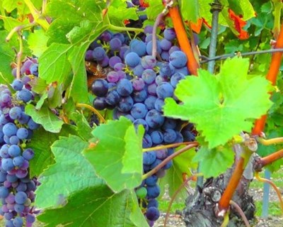 Estação de Avisos de Entre Douro e Minho emite novas medidas preventivas para tumores da vinha