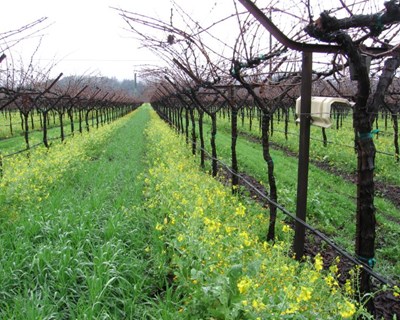 Estação de Entre Douro e Minho: Novas recomendações agrícolas para os próximos dias