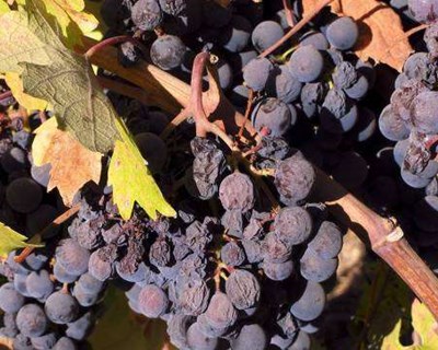 Estação de Entre Minho e Douro emite avisos agrícolas