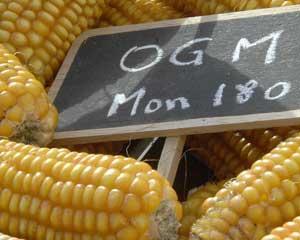 Estado Norte-americano obriga etiquetagem em alimentos com OGM´s