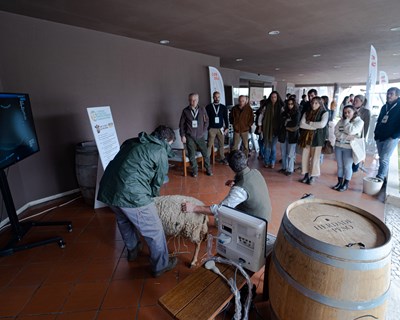Estratégia para a valorização da Lã em debate na “Wool Conference 2024”