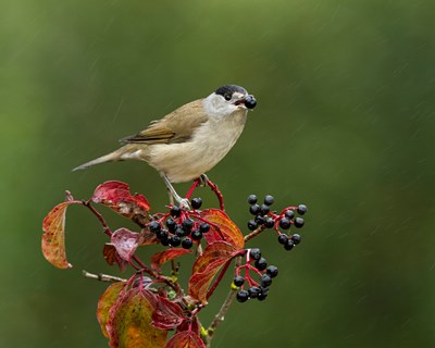 Estudo conclui que aves migradoras podem não conseguir ajudar as plantas a fugir das alterações climáticas