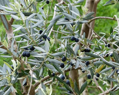 Estudo confirma que Olival é cultura com baixas exigências hídricas e adaptada ao Alqueva