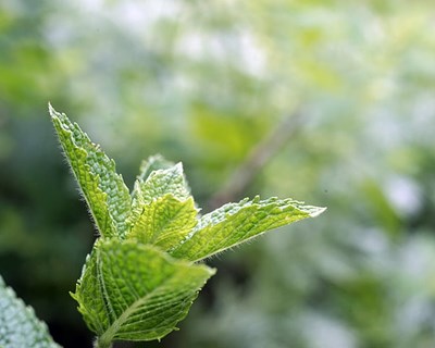Estudo da implementação do sistema HACCP em secagem de plantas aromáticas e medicinais no modo de produção biológico