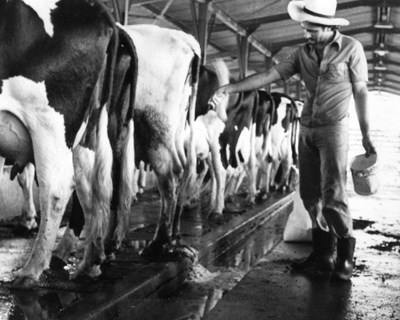 Estudo da UTAD revela vantagens na utilização de urina de vaca como fertilizante agrícola