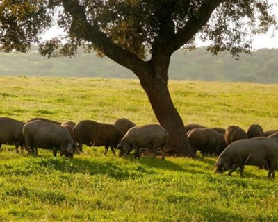 Estudo defende que Montado pode influenciar positivamente a qualidade da água
