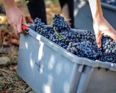 Estudo espanhol prevê redução de 56% nas áreas vinícolas devido ao aquecimento global