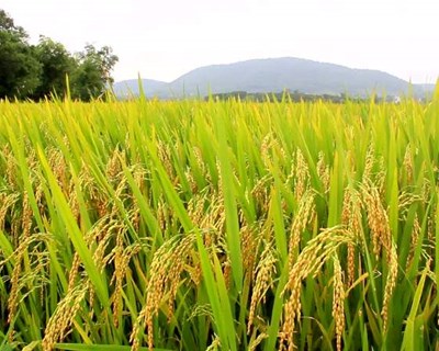 Estudo exploratório sobre o perfil do consumidor de alimentos de agricultura biológica