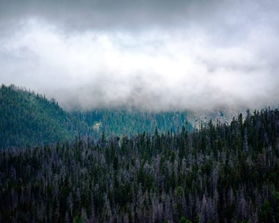 Estudo: floresta diversificada resiste melhor a fogos e secas