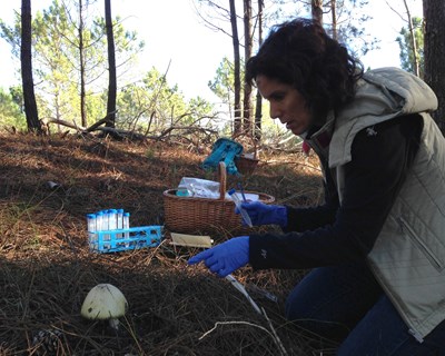 Estudo internacional revela que o cogumelo europeu Amanita phalloides é capaz de se reproduzir sem parceiro na Califórnia