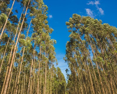 Estudo conclui que o Eucalipto não consome mais água do que o Pinheiro Bravo