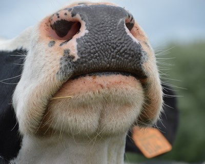Estudo Pan-Europeu afirma que Coronavírus Bovino é altamente prevalente nas explorações europeias de lacticínios