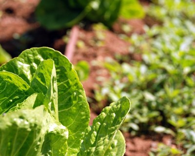 Estudo propõe análise comparativa das políticas agrícolas globais