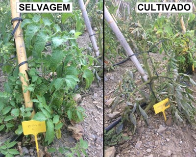Estudo revela que as plantas de tomate selvagem defendem-se melhor das pragas do que as variedades cultivadas