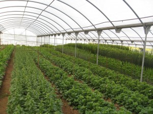 Estufas são aposta para rentabilizar agricultura no Norte