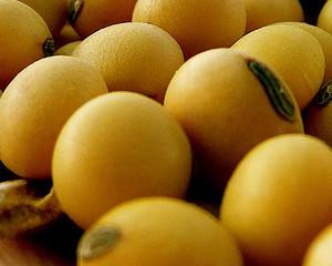 EUA produzirá mais soja e menos milho, segundo USDA
