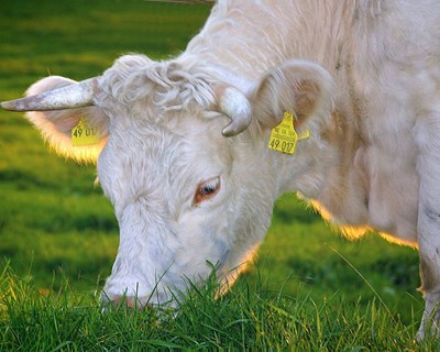 Evento mostra como subprodutos agroindustriais podem reduzir custos da alimentação animal