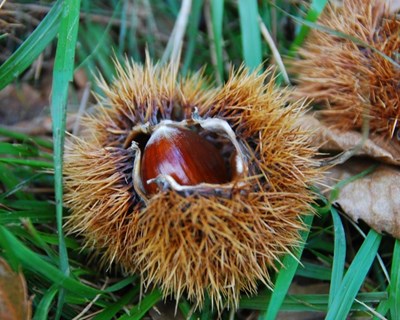 Evento sobre questões fitossanitárias do castanheiro e da castanha realiza-se em Valpaços