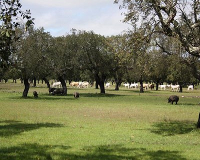 Évora acolhe ação de formação em sanidade do montado