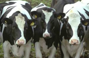 Excedente da produção de Bioetanol pode ser alimento para vacas leiteiras