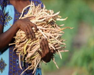 FAO: Ásia e Pacífico têm de aumentar a produção alimentar até 77% para 2050