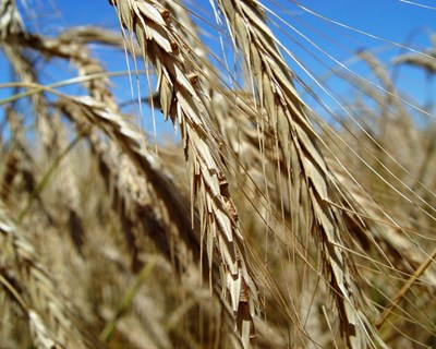 FAO aumenta previsão de colheita de cereais