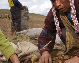 FAO: Promover Agricultura Familiar para erradicar a fome