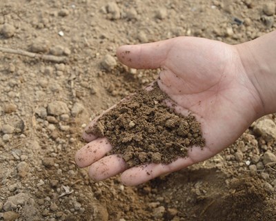 Farm to Fork: novas regras para autorização mais rápida de pesticidas biológicos