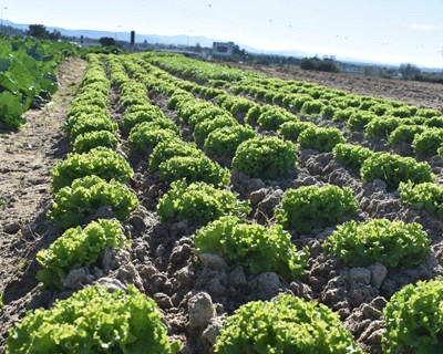 Fazer aprender em produção agropecuária