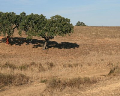 Federação dos Agricultores alentejanos reclamam medidas excecionais contra a seca