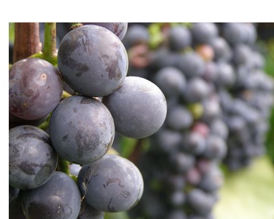 Feira Agro: Braga debate Viticultura