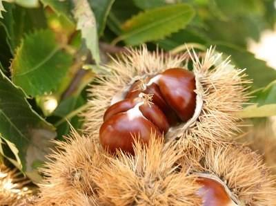 Feira da Castanha regressa a Marvão