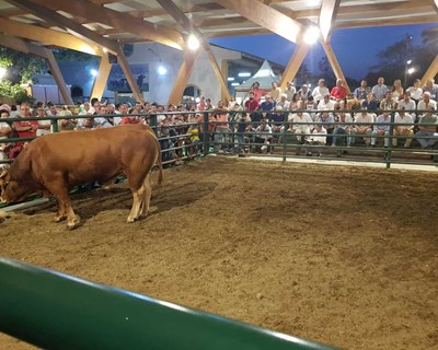Feira da Luz/EXPOMOR organiza colóquio sobre o Toiro Bravo