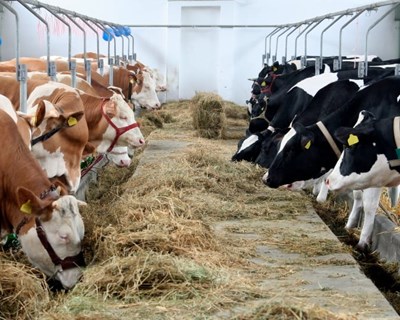 FENAPECUÁRIA alerta que os preços dos bens alimentares têm de subir