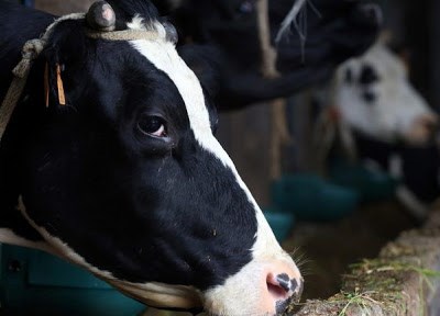 FENAPECUÁRIA garante que os agricultores não vão faltar aos portugueses